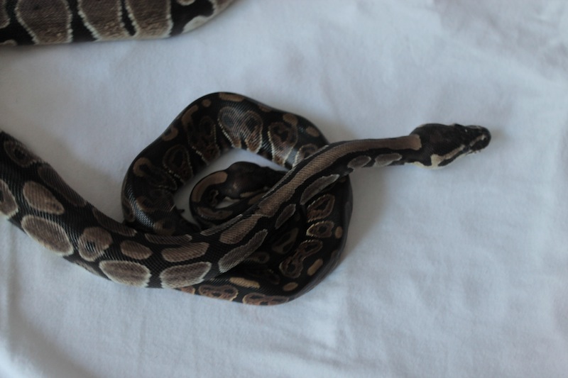 python regius classique Img_5212
