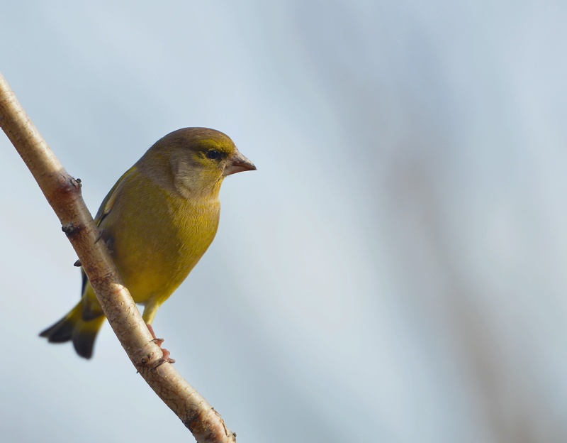 Oiseaux du jardin. 2013-141