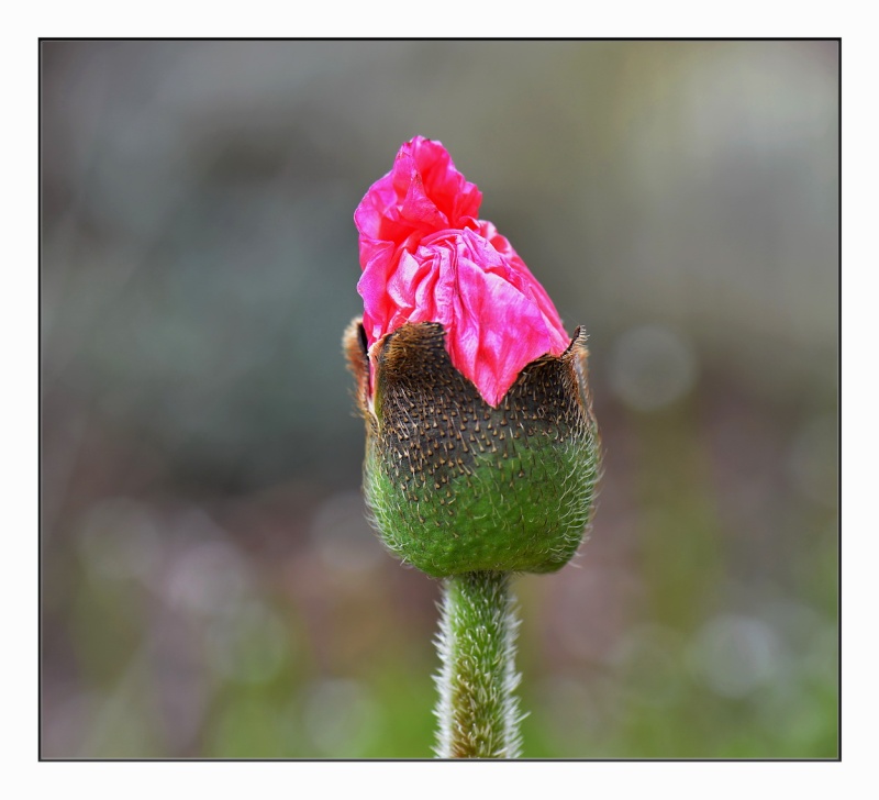 Naissance, fleur de pavot. 2014-025