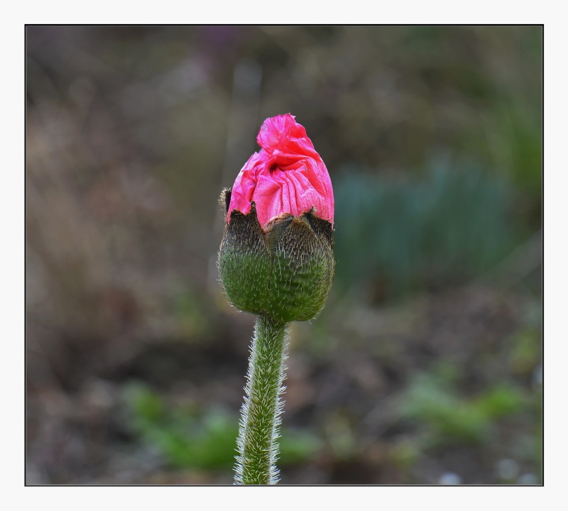 Naissance, fleur de pavot. 2014-027