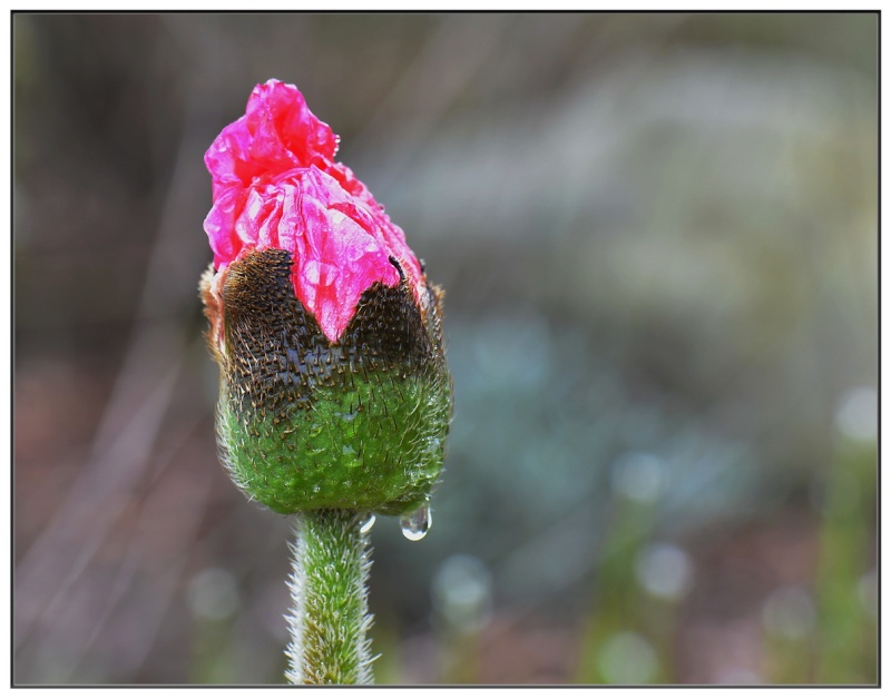 Naissance, fleur de pavot. 2014-028