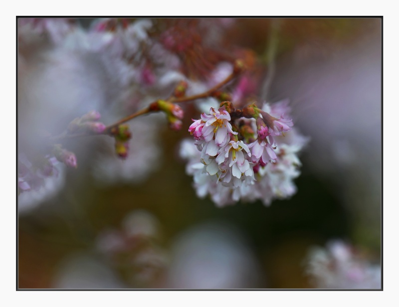 Petites fleurs. 2014-029