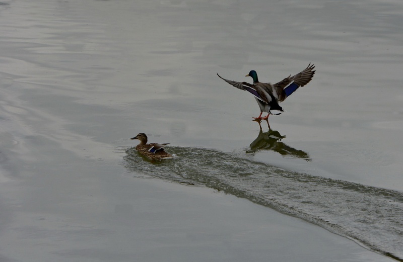 Canards de la Meuse. 2014-033