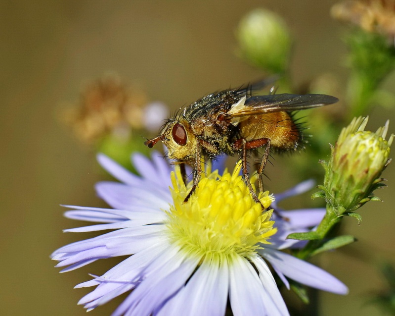 Insectes volants. _aaa4817