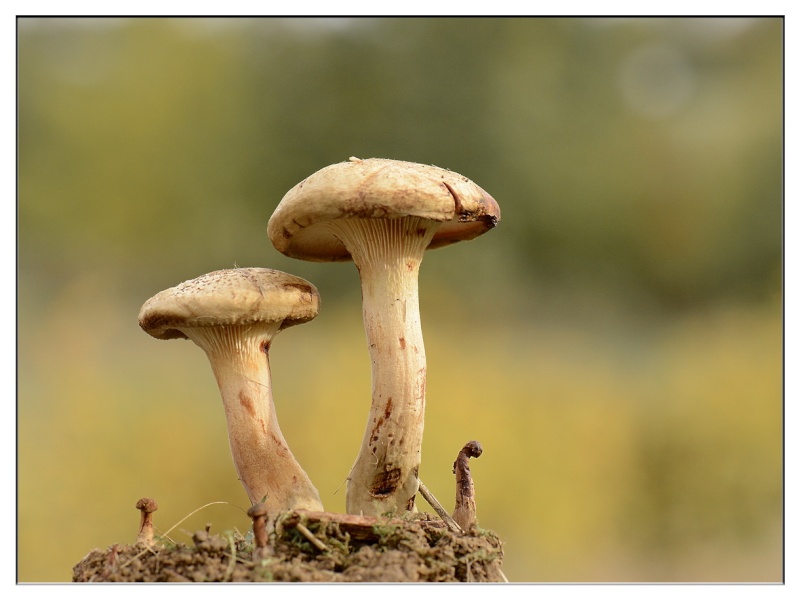 Champignons. _dsc5610