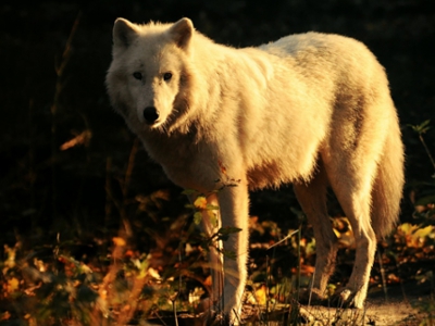 Einen Charakter beobachten Wolfsr11