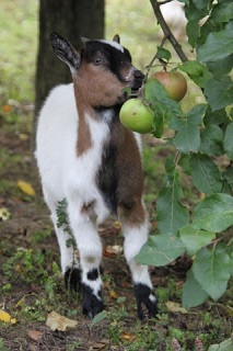 Concours photos numéro 46 : Gourmandises d'automne. Pomme10