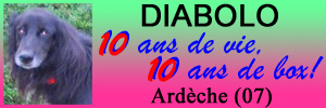 amandiers - Urgent - DIABOLO - x groenendal 10 ans (10 de refuge) Refuge Les Amandiers à Lavilledieu (07) Diabol10