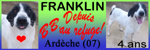 franklin - aidez moi - FRANKLIN, x border collie 4 ans (au refuge depuis l'age de 3 mois)  - Refuge Les Amandiers à Lavilledieu (07) Frankl10