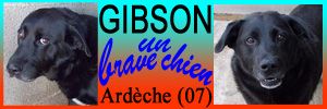 GIBSON - x labrador 8  ans  (3 ans de refuge) - Refuge Les Amandiers à Lavilledieu (07) Gibson10