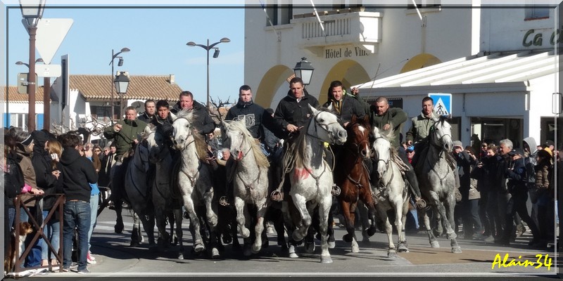 Abrivados Stes Maries de la Mer 11/11/2013 Abs510