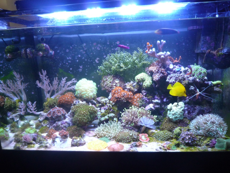 reef at home - Page 3 2014-038