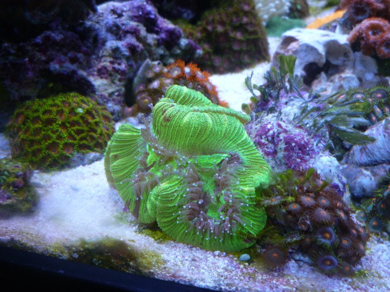 reef at home - Page 3 2014-044