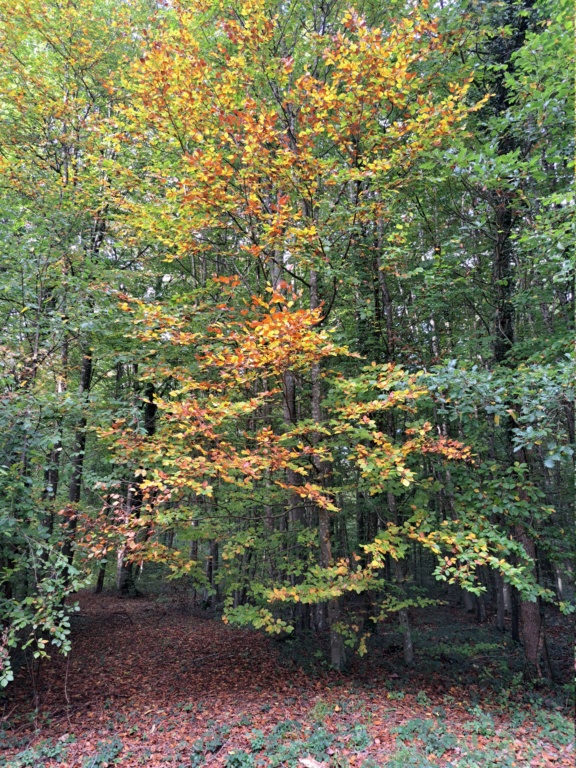 DEFI du mois d'octobre 2023:un paysage de la nature avec des couleurs automnales !! Rouge, Orange, Jaune ...... - Page 3 20231016