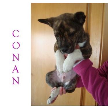 CONAN - TOUT PATAUD Conan10