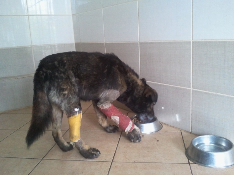 Lucky, chien renverse par une voiture, deux pattes fracturées !! 2014-015