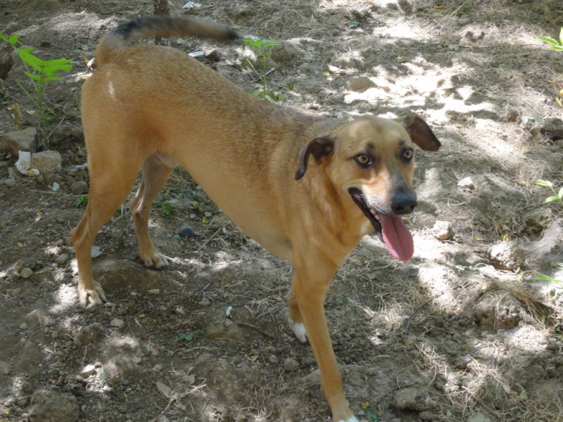 Tzupy, chien de notre quartier, mâle très sociable, né en 2009. Dsc09512