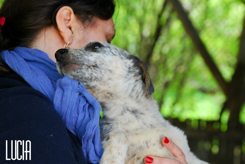 Lucia, petite puce de 2 mois, sauvée d'un raid des dog catchers Lucia210