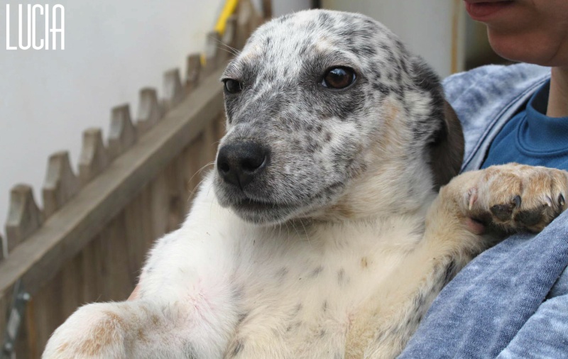 Lucia, petite puce de 2 mois, sauvée d'un raid des dog catchers Lucia211