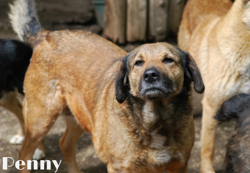 Penny, chienne née en 2006, récupérée à la fourrière !! - N'est plus à l'adoption Penny110