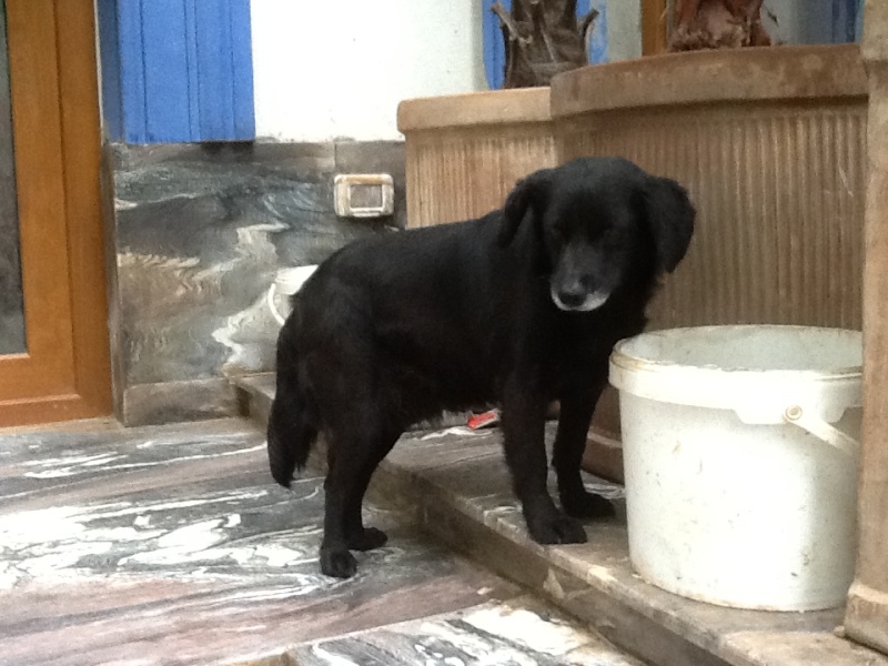 Lucy, chienne nee en 2007, mémère très sociable, petite taille - Adoptée en Allemagne Photo_95