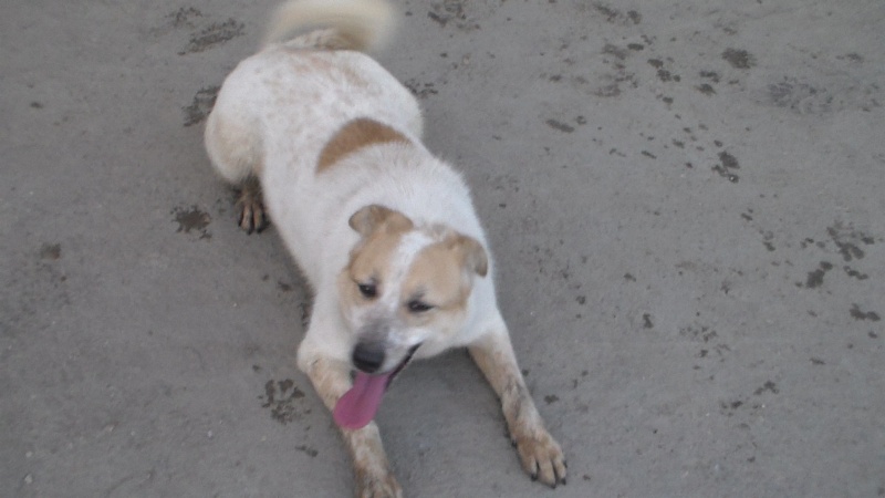 Melba, jeune chienne née en avril 2012, abandonnée à l'âge de 3 semaines. Sam_0811