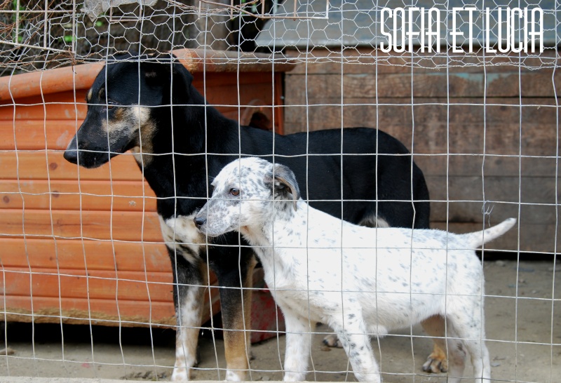Sofia, puce très sociable, sauvée d'un raid des dog catchers, née en février 2013 Sofia_11