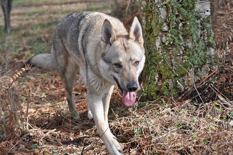 Chien loup tchecoslovaque 12510