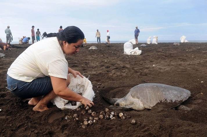 De la protection des tortues marines au Costa Rica Tortue11