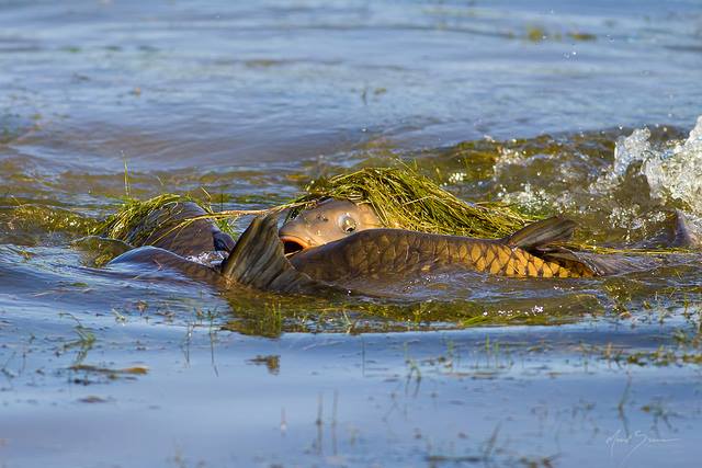 Les carpes et la nature  10025210