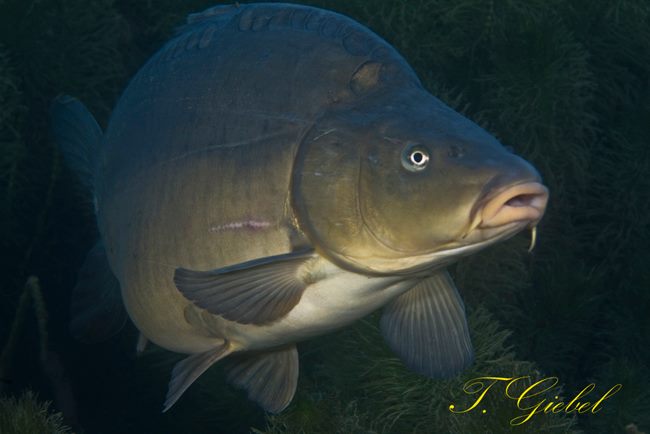 Les carpes et la nature  12093910