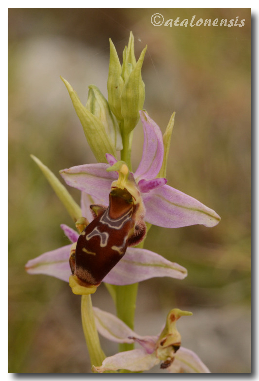 Ophrys corbariensis Op_cor11