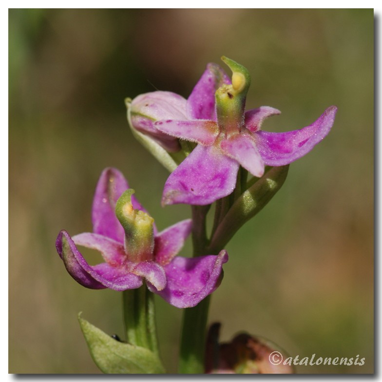 Ophrys scolopax Op_sco16