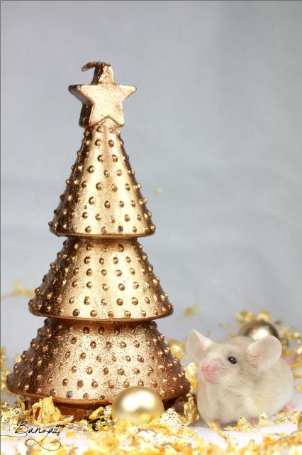 [Novembre 2013]Les souris ressortent les guirlandes de Noël 1_banz10