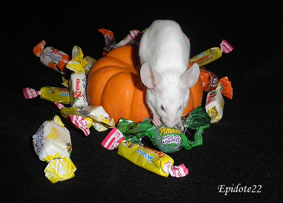 [Octobre 2013] Les souris et les bonbons d'Halloween 1_epid10