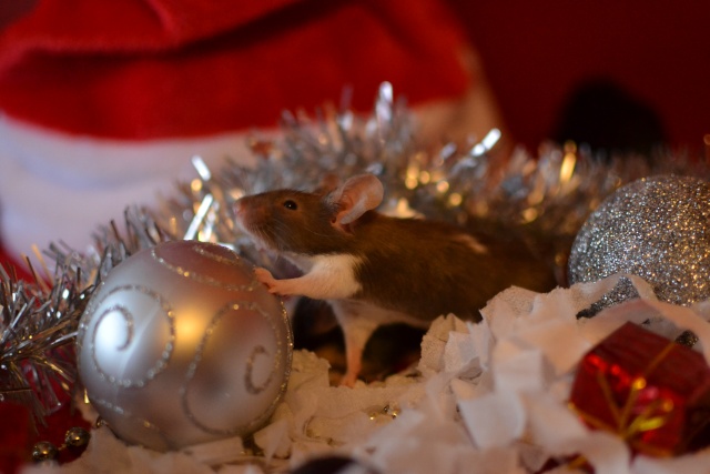 [Novembre 2013]Les souris ressortent les guirlandes de Noël 6_miss10