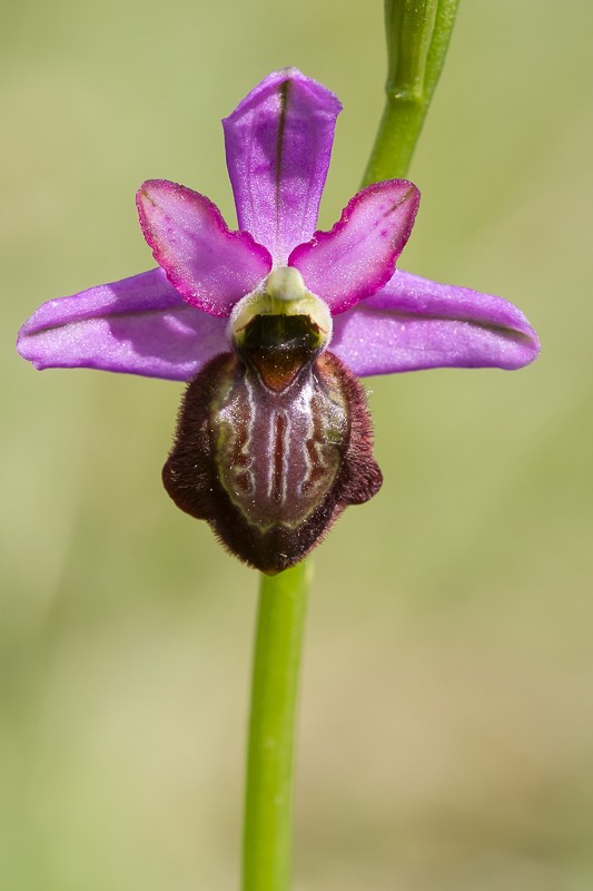Ophrys aveyronensis ( Ophrys de l'Aveyron ) 20130662
