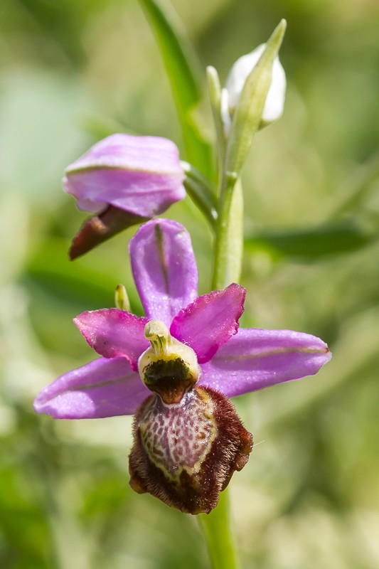 Ophrys aveyronensis ( Ophrys de l'Aveyron ) 20130663