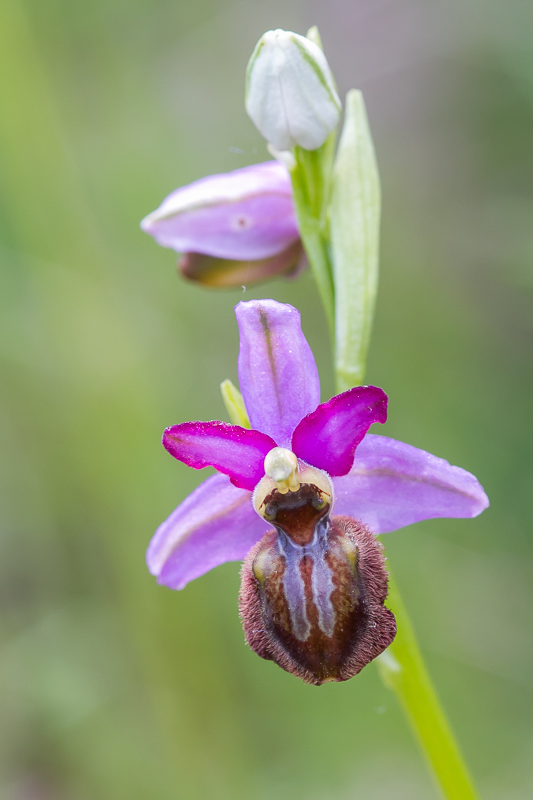 Ophrys aveyronensis ( Ophrys de l'Aveyron ) 20130664
