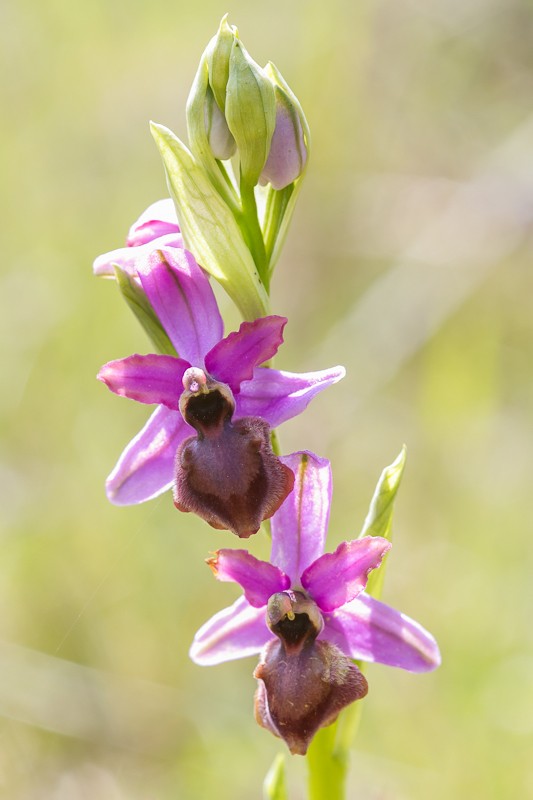 Ophrys aveyronensis ( Ophrys de l'Aveyron ) 20130670