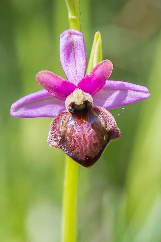 Ophrys aveyronensis ( Ophrys de l'Aveyron ) 20130672