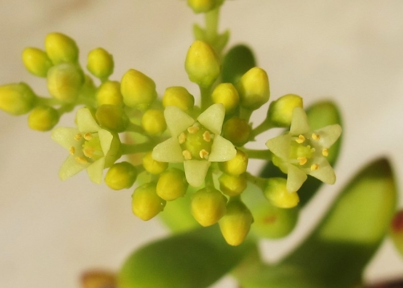 Crassula brevifolia 02111