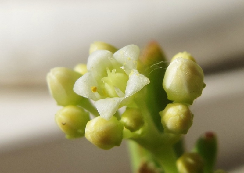 Crassula brevifolia 02810