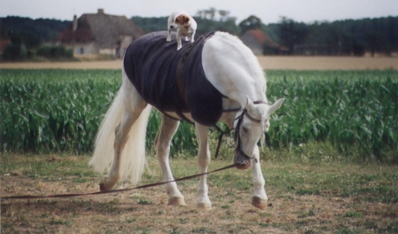 Concours Février (participation)  Cheval10