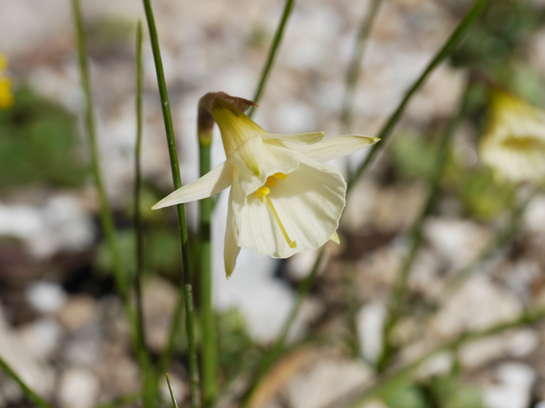 Narcissus 2014 Narcis11