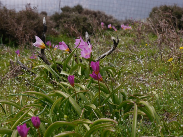 Tulipes de Crète Tbak210