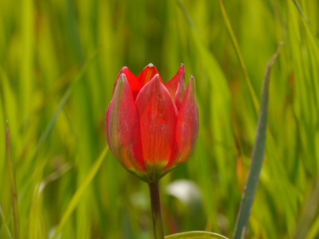 Tulipes de Crète Tdoerf10