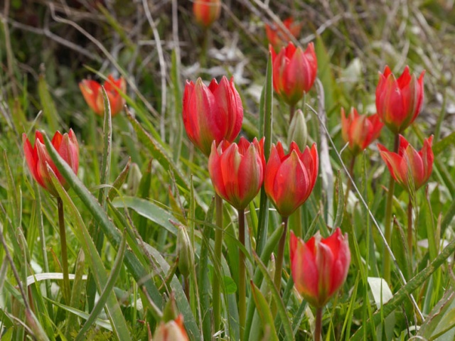 Tulipes de Crète Tdoerf11