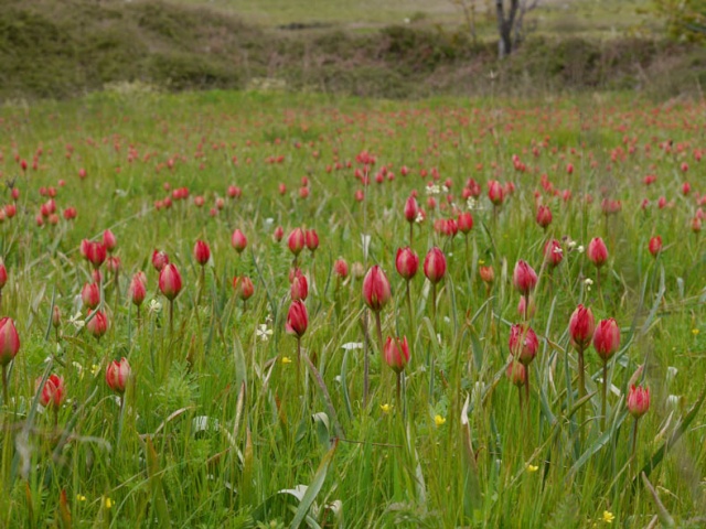 Tulipes de Crète Tdoerf12