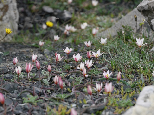 Tulipes de Crète Tulipa12